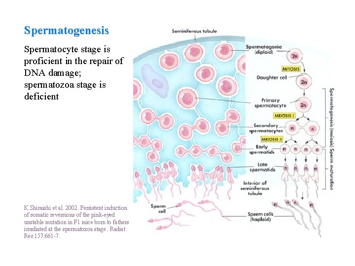 Spermatogenesis Spermatocyte stage is proficient in the repair of DNA damage; spermatozoa stage is