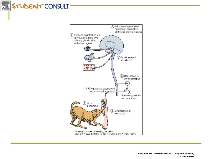 Downloaded from: Student. Consult (on 11 May 2009 03: 45 PM) © 2005 Elsevier