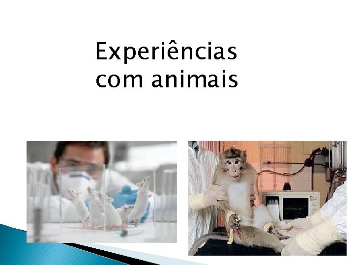 Experiências com animais 