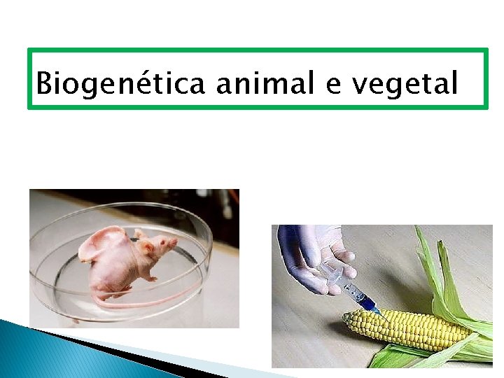 Biogenética animal e vegetal 