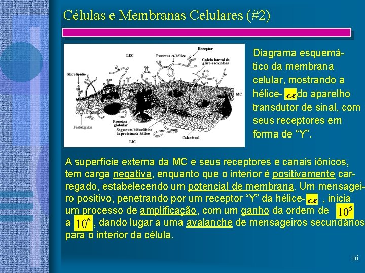 Células e Membranas Celulares (#2) Diagrama esquemático da membrana celular, mostrando a hélice- do