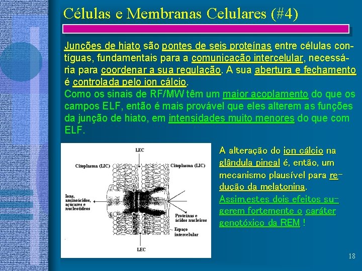 Células e Membranas Celulares (#4) Junções de hiato são pontes de seis proteínas entre