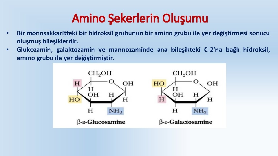 Amino Şekerlerin Oluşumu • • Bir monosakkaritteki bir hidroksil grubunun bir amino grubu ile