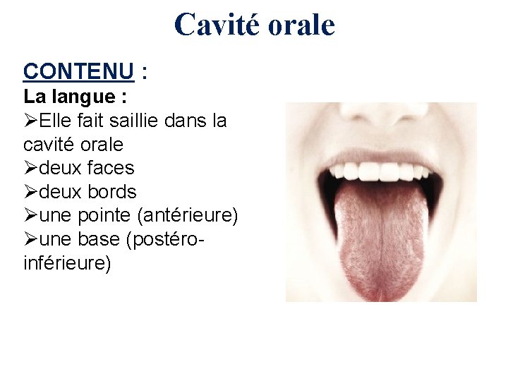 Cavité orale CONTENU : La langue : ØElle fait saillie dans la cavité orale