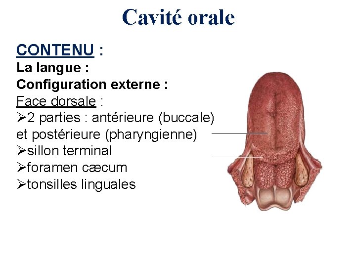 Cavité orale CONTENU : La langue : Configuration externe : Face dorsale : Ø
