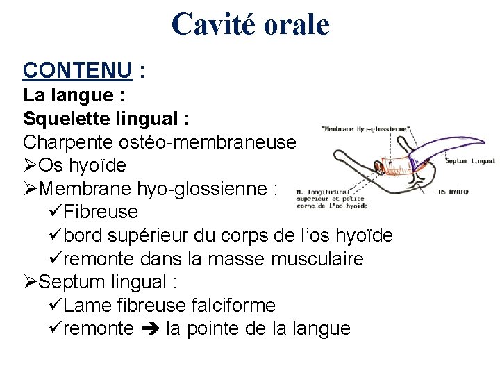 Cavité orale CONTENU : La langue : Squelette lingual : Charpente ostéo-membraneuse ØOs hyoïde