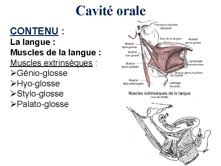 Cavité orale CONTENU : La langue : Muscles de la langue : Muscles extrinsèques