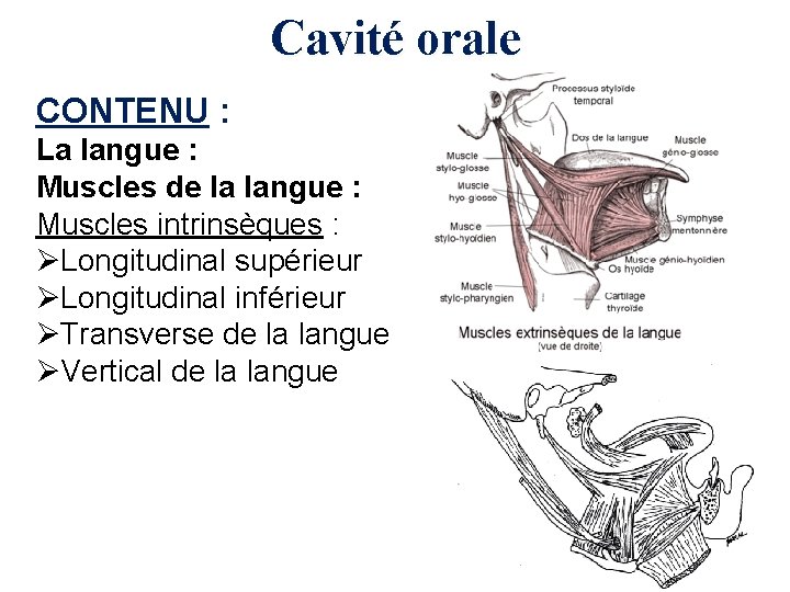 Cavité orale CONTENU : La langue : Muscles de la langue : Muscles intrinsèques