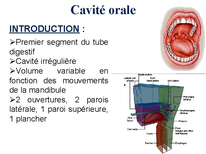 Cavité orale INTRODUCTION : ØPremier segment du tube digestif ØCavité irrégulière ØVolume variable en