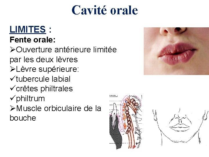 Cavité orale LIMITES : Fente orale: ØOuverture antérieure limitée par les deux lèvres ØLèvre