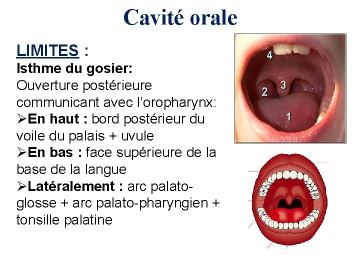 Cavité orale LIMITES : Isthme du gosier: Ouverture postérieure communicant avec l’oropharynx: ØEn haut