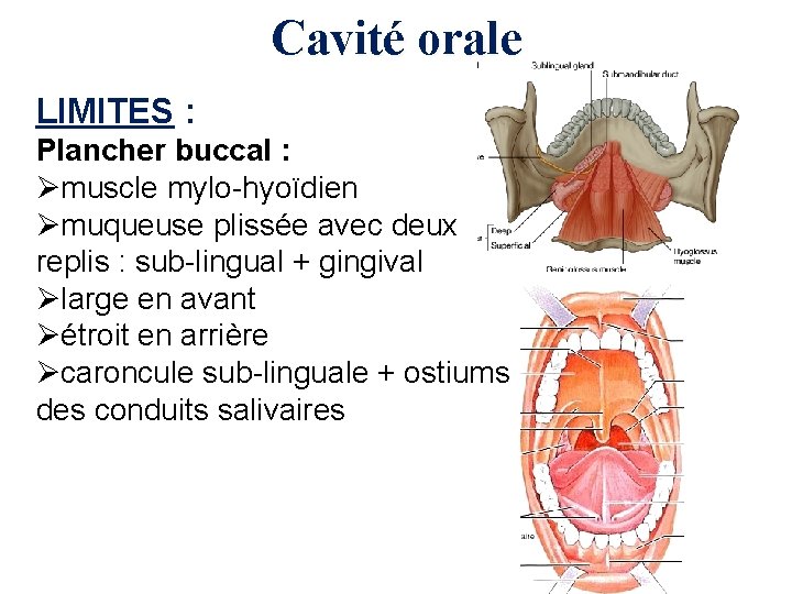 Cavité orale LIMITES : Plancher buccal : Ømuscle mylo-hyoïdien Ømuqueuse plissée avec deux replis
