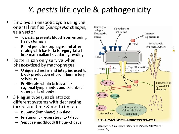 Y. pestis life cycle & pathogenicity • Employs an enzootic cycle using the oriental