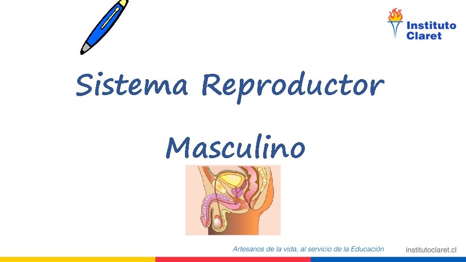 Sistema Reproductor Masculino 