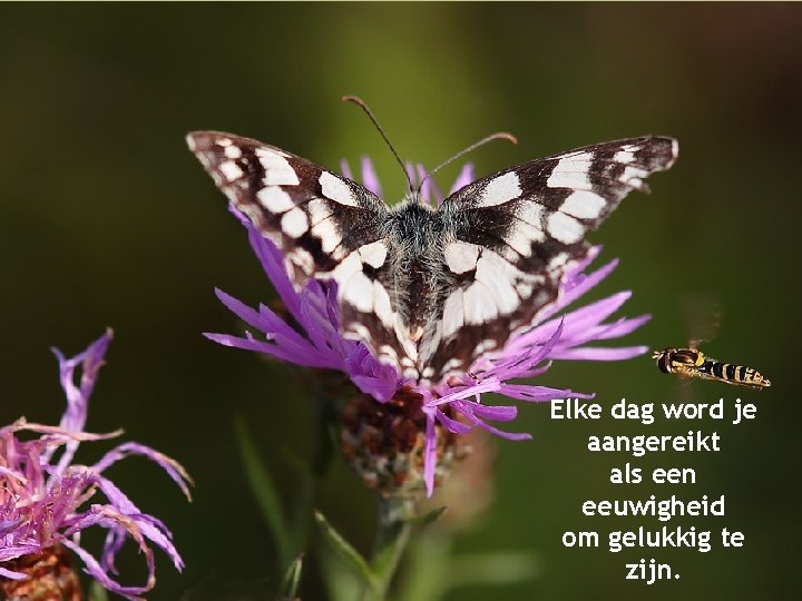 Elke dag word je aangereikt als een eeuwigheid om gelukkig te zijn. 