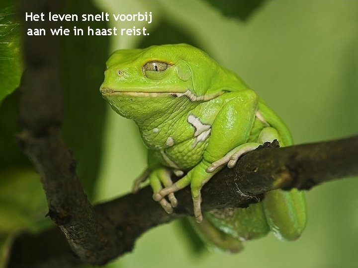 Het leven snelt voorbij aan wie in haast reist. 