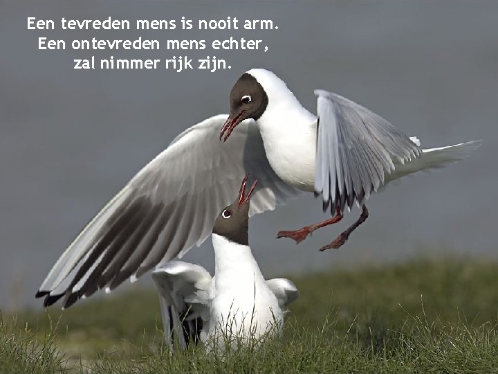 Een tevreden mens is nooit arm. Een ontevreden mens echter, zal nimmer rijk zijn.