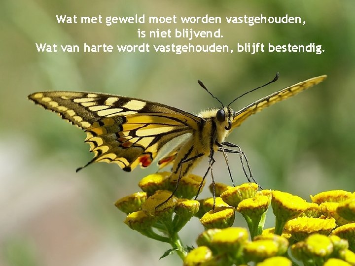 Wat met geweld moet worden vastgehouden, is niet blijvend. Wat van harte wordt vastgehouden,
