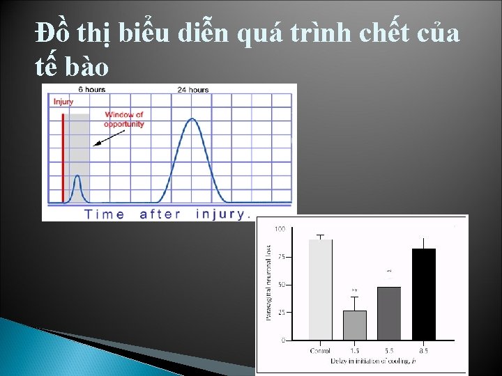 Đồ thị biểu diễn quá trình chết của tế bào 