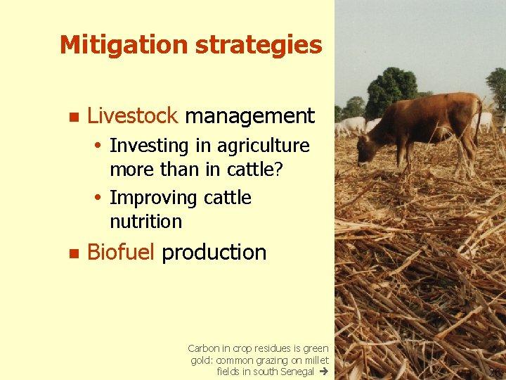 Mitigation strategies n Livestock management Investing in agriculture more than in cattle? Improving cattle