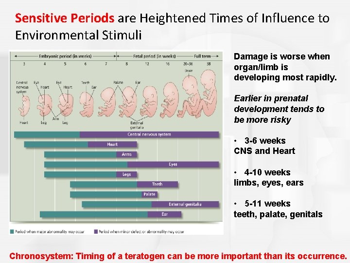 Sensitive Periods are Heightened Times of Influence to Environmental Stimuli Damage is worse when Sensitive Periods are Heightened Times of Influence to Environmental Stimuli Damage is worse when
