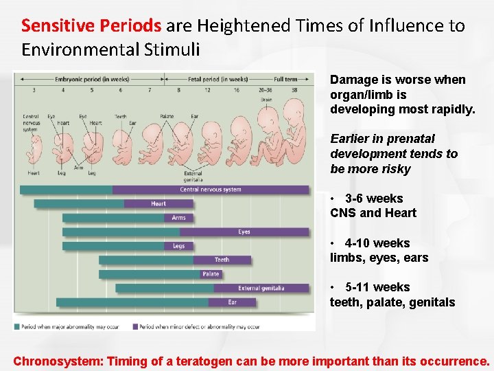 Sensitive Periods are Heightened Times of Influence to Environmental Stimuli Damage is worse when