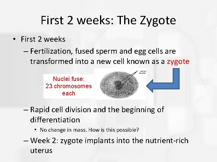 First 2 weeks: The Zygote • First 2 weeks – Fertilization, fused sperm and First 2 weeks: The Zygote • First 2 weeks – Fertilization, fused sperm and