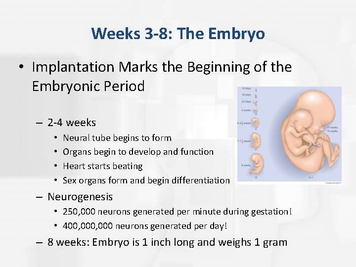Weeks 3 -8: The Embryo • Implantation Marks the Beginning of the Embryonic Period Weeks 3 -8: The Embryo • Implantation Marks the Beginning of the Embryonic Period