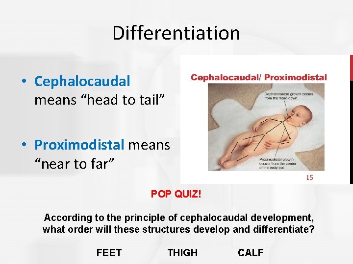 Differentiation • Cephalocaudal means “head to tail” • Proximodistal means “near to far” POP