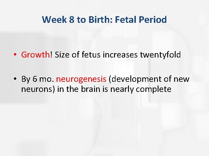 Week 8 to Birth: Fetal Period • Growth! Size of fetus increases twentyfold •