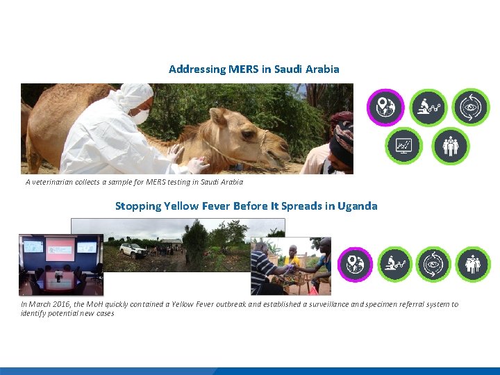 Addressing MERS in Saudi Arabia A veterinarian collects a sample for MERS testing in