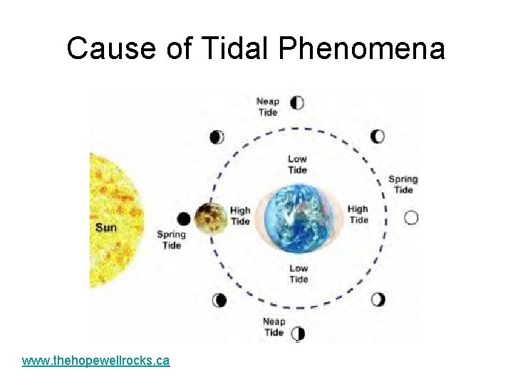 Cause of Tidal Phenomena www. thehopewellrocks. ca 