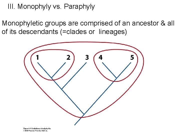 III. Monophyly vs. Paraphyly Monophyletic groups are comprised of an ancestor & all of