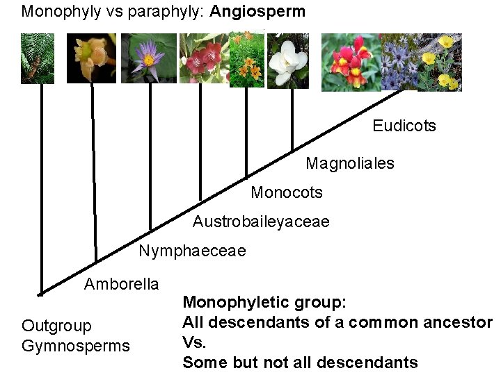 Monophyly vs paraphyly: Angiosperm Eudicots Magnoliales Monocots Austrobaileyaceae Nymphaeceae Amborella Outgroup Gymnosperms Monophyletic group: