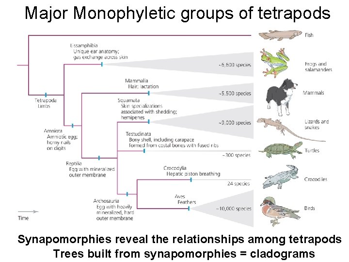 Major Monophyletic groups of tetrapods Synapomorphies reveal the relationships among tetrapods Trees built from