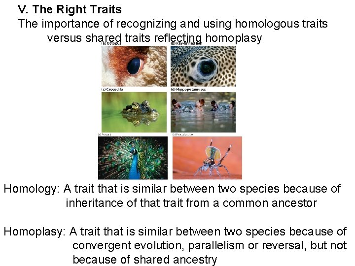 V. The Right Traits The importance of recognizing and using homologous traits versus shared
