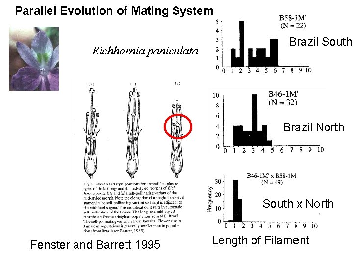 Parallel Evolution of Mating System Eichhornia paniculata Brazil South Brazil North South x North