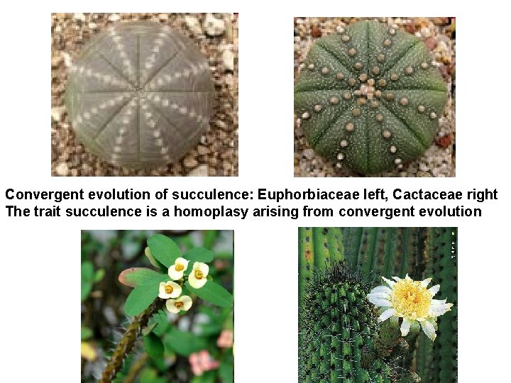 Convergent evolution of succulence: Euphorbiaceae left, Cactaceae right The trait succulence is a homoplasy