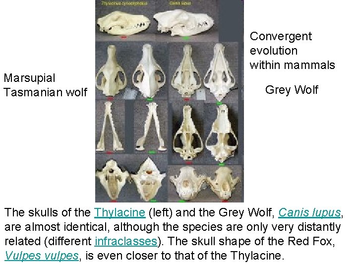 Marsupial Tasmanian wolf Convergent evolution within mammals Grey Wolf The skulls of the Thylacine