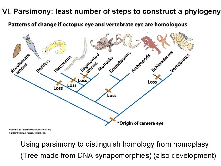 VI. Parsimony: least number of steps to construct a phylogeny Using parsimony to distinguish