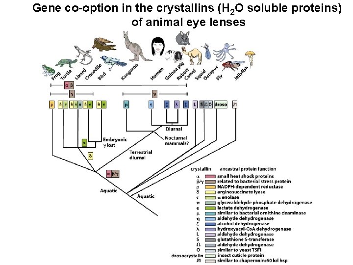 Gene co-option in the crystallins (H 2 O soluble proteins) of animal eye lenses