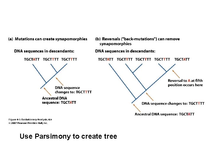 Use Parsimony to create tree 