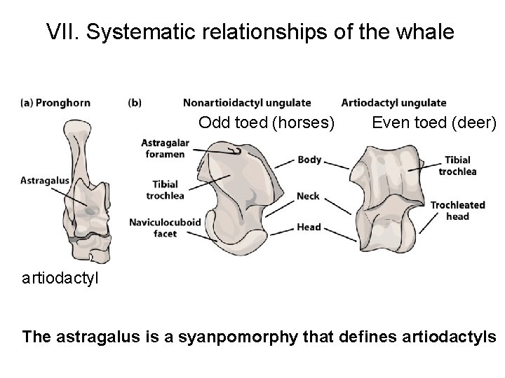 VII. Systematic relationships of the whale Odd toed (horses) Even toed (deer) artiodactyl The