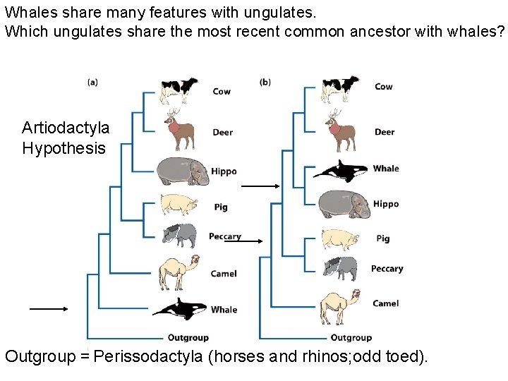 Whales share many features with ungulates. Which ungulates share the most recent common ancestor
