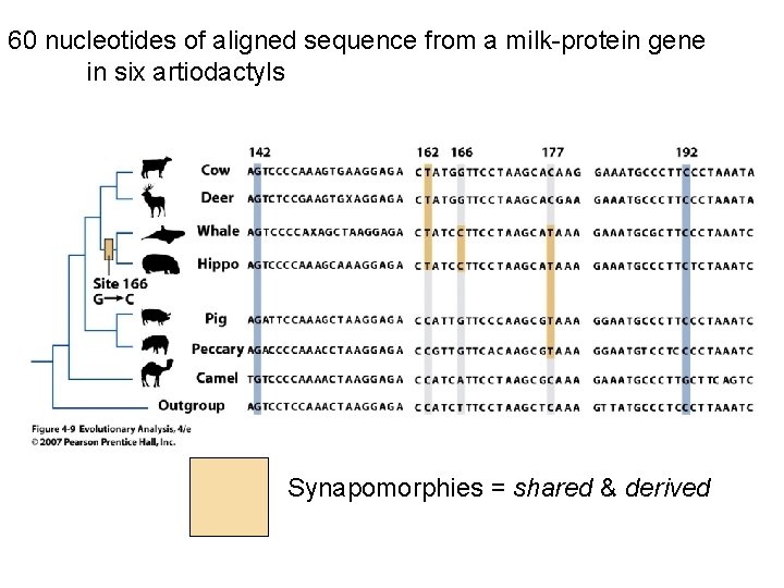 60 nucleotides of aligned sequence from a milk-protein gene in six artiodactyls Synapomorphies =