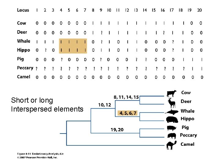 Short or long Interspersed elements 