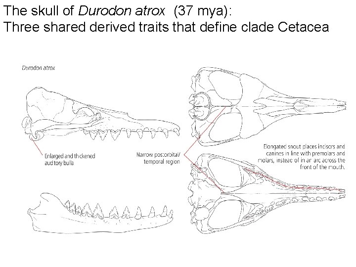 The skull of Durodon atrox (37 mya): Three shared derived traits that define clade