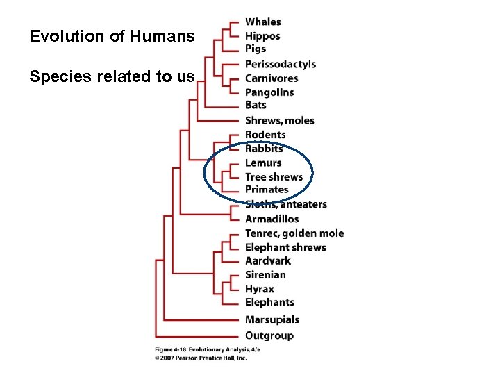 Evolution of Humans Species related to us 