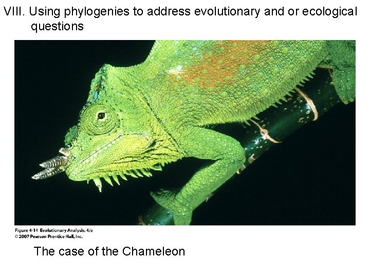 VIII. Using phylogenies to address evolutionary and or ecological questions The case of the