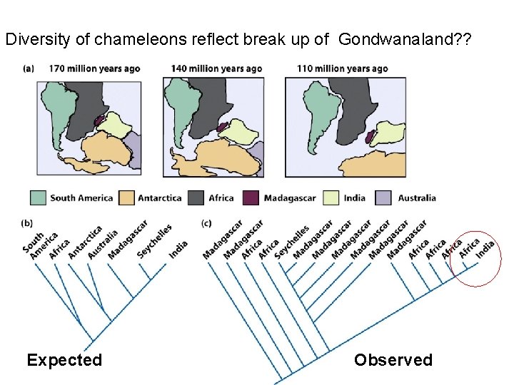 Diversity of chameleons reflect break up of Gondwanaland? ? Expected Observed 